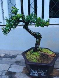 E cảm ơn a Tuấn Võ và vườn cộng đồng đã tặng e tp sam bông này