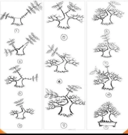 Quá trình tạo cây bonsai qua hình ảnh