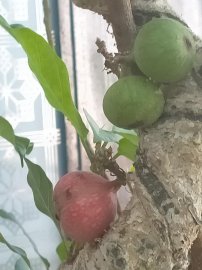 Cây trái bắt đầu chín lác đác trên cành