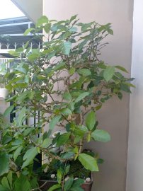 Cây trái bắt đầu chín lác đác trên cành