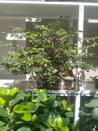 Cây trái bắt đầu chín lác đác trên cành