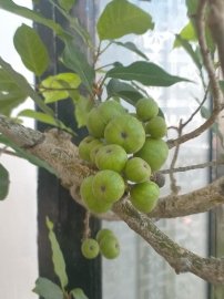 Cây trái bắt đầu chín lác đác trên cành