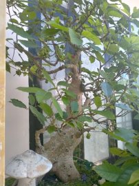 Cây trái bắt đầu chín lác đác trên cành