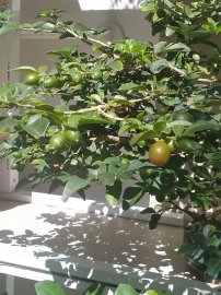 Cây trái bắt đầu chín lác đác trên cành
