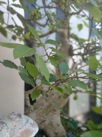 Cây trái bắt đầu chín lác đác trên cành