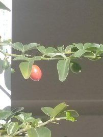 Cây trái bắt đầu chín lác đác trên cành