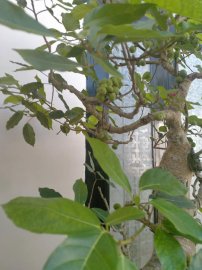 Cây trái bắt đầu chín lác đác trên cành