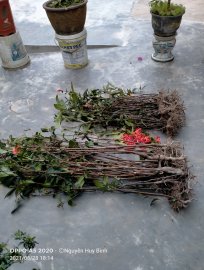 Một ngày đi săn Ong đốt, muỗi chích, kiến cắn sần cả người nhưng vui