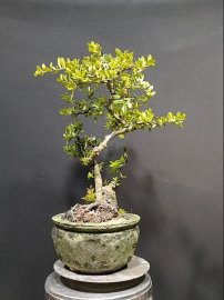 Hải châu co lắc rất duyên đang hoa