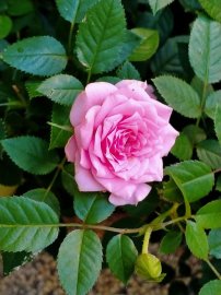 Những cánh Hoa hồng cuối mùa, như những lời động viên
