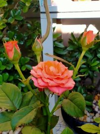 Những cánh Hoa hồng cuối mùa, như những lời động viên