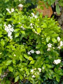Những cánh Hoa hồng cuối mùa, như những lời động viên
