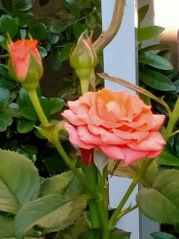 Những cánh Hoa hồng cuối mùa, như những lời động viên