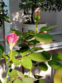 Những cánh Hoa hồng cuối mùa, như những lời động viên