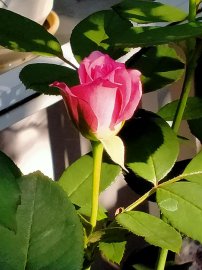Những cánh Hoa hồng cuối mùa, như những lời động viên