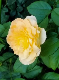 Những cánh Hoa hồng cuối mùa, như những lời động viên