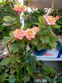 Những cánh Hoa hồng cuối mùa, như những lời động viên