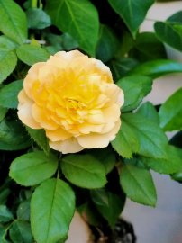 Những cánh Hoa hồng cuối mùa, như những lời động viên