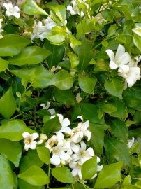 Những cánh Hoa hồng cuối mùa, như những lời động viên