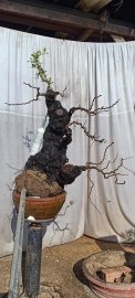 Cẩm thị già nua sống khoẻ...hoành 60cm cao 50cm