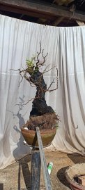 Cẩm thị già nua sống khoẻ...hoành 60cm cao 50cm