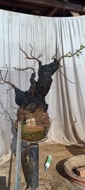 Cẩm thị già nua sống khoẻ...hoành 60cm cao 50cm