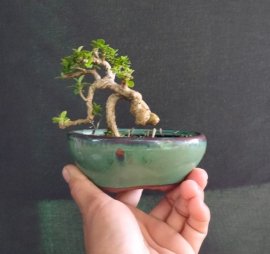 Gl ae sam hương 200k bao phí