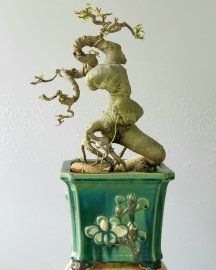 Cây Bồ đề bonsai mini đọt đỏ