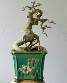 Cây Bồ đề bonsai mini đọt đỏ