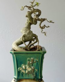 Cây Bồ đề bonsai mini đọt đỏ