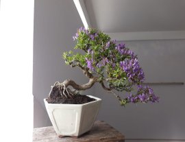 Em Linh Sam sông Hinh zin rộ hoa...