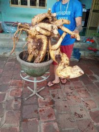 Giao lưu ae rễ duối trồng ngược đã sống khoẻ 5 triệu