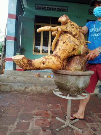 Giao lưu ae rễ duối trồng ngược đã sống khoẻ 5 triệu