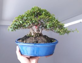 Mai lá trung lùn lực...