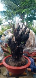 Cẩm thị đã sống khoẻ rồi nhá ae..gl ae...2,5tr