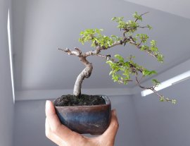 Em Du Tàu nhỏ già...