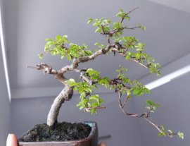 Em Du Tàu nhỏ già...