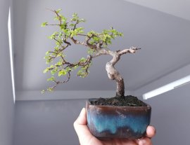 Em Du Tàu nhỏ già...
