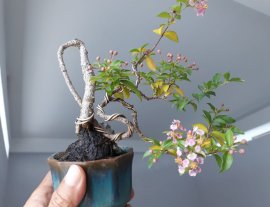 Hồng Ngọc Mai mini...