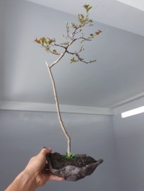 Em là Tường Vi bông Hồng đậm dáng văn nhân...