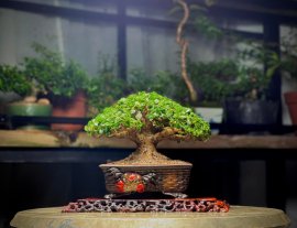 My Bonsai (P1)