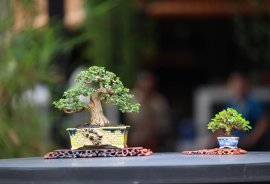 My Bonsai (P1)
