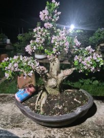 Linh sam hồng phấn đêm khuya