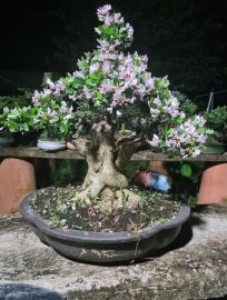 Linh sam hồng phấn đêm khuya