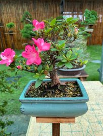Quyên mini giao lưu