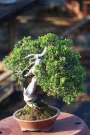 Tùng Nhật dòng Itoigawa