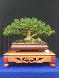 Linh sam đa ưu điểm