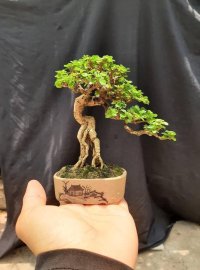 Tác phẩm sam hương