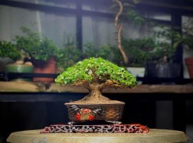 Tên tác phẩm: Đại Thụ thu nhỏ