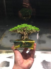 Tên tác phẩm: Cây Đa đầu làng